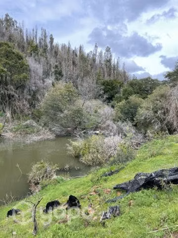 Campo agrícola - forestal chileno con rio - Imagen 14