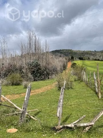 Campo agrícola - forestal chileno con rio - Imagen 3