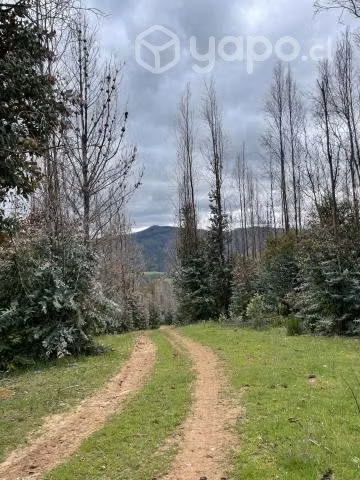 Campo agrícola - forestal chileno con rio - Imagen 8