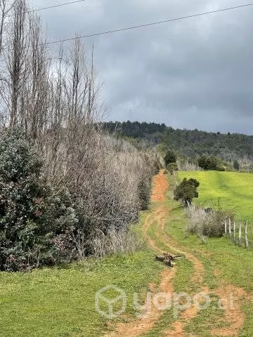 Campo agrícola - forestal chileno con rio - Imagen 4