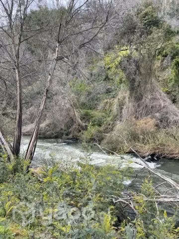 Campo agrícola - forestal chileno con rio - Imagen 18