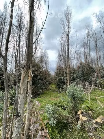 Campo agrícola - forestal chileno con rio - Imagen 6