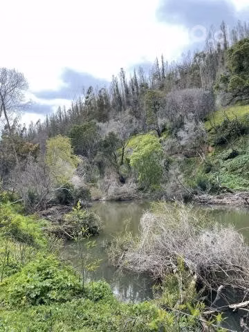 Campo agrícola - forestal chileno con rio - Imagen 17
