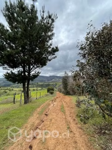 Campo agrícola - forestal chileno con rio - Imagen 11