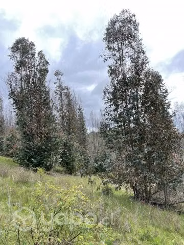 Campo agrícola - forestal chileno con rio - Imagen 9