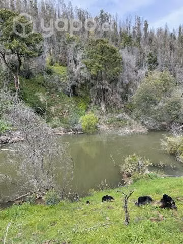 Campo agrícola - forestal chileno con rio - Imagen 15