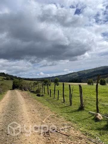 Campo agrícola - forestal chileno con rio - Imagen 2