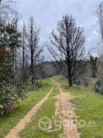 Campo agrícola - forestal chileno con rio - Imagen 7