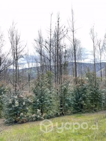 Campo agrícola - forestal chileno con rio - Imagen 10
