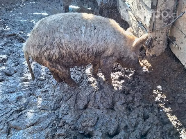 Chancho barraco - Imagen 2