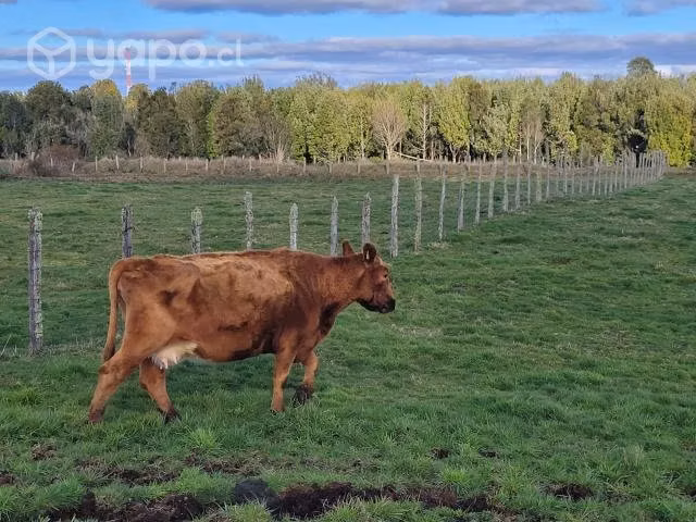 Vacas preñadas