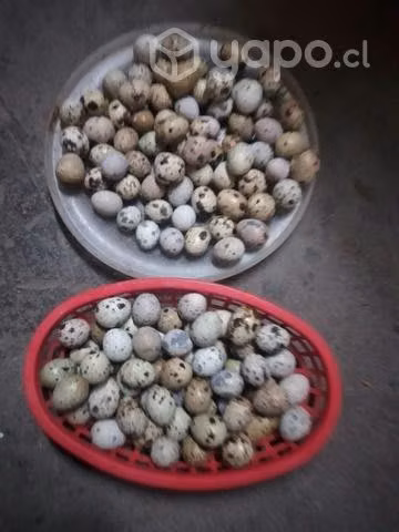 huevo codorniz consumo y fertil