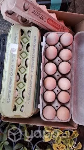 Huevos de campo