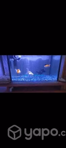 Peces o acuario completo