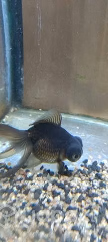Peces o acuario completo