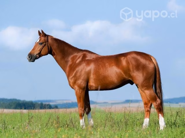 Compro Caballo o yegua