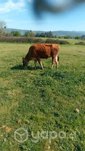 2 Vaquillas