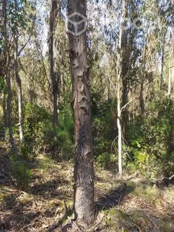 12,17 ha. terreno con bosque de eucaliptus