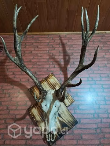 Se venden bar y hastas - Imagen 5