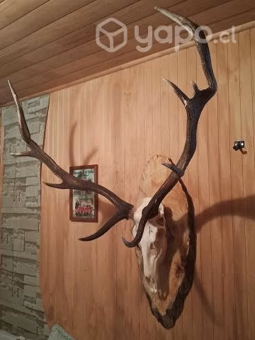 Se venden bar y hastas - Imagen 4