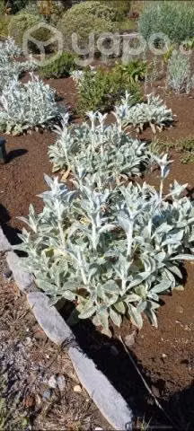 Conservación y mantencion de jardines
