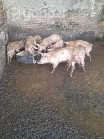Lotes de chanchos