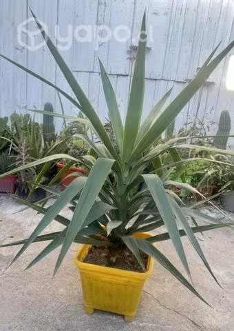 Palmera Yuka 1.5 mt