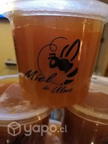 Miel de ulmo