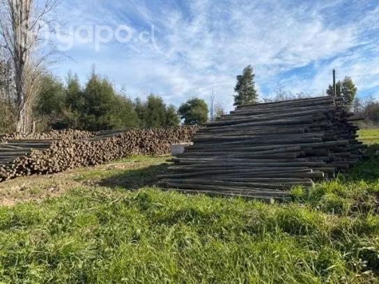 Polines de 2 a 3 pulgadas