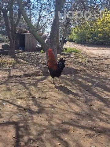 Gallos a la venta - Imagen 4