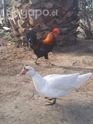 Gallos a la venta - Imagen 3