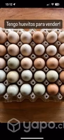 Huevos fertiles gallinas criollas y kikirikis