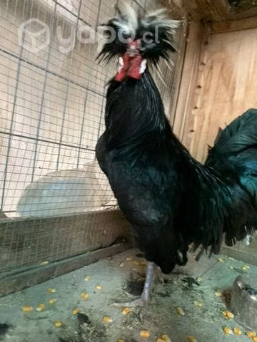 Gallo polaco - Imagen 2