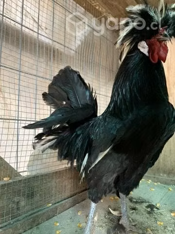 Gallo polaco - Imagen 4
