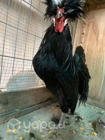 Gallo polaco