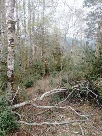 Terreno en comuna de futrono - Imagen 4
