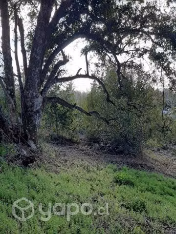 Parcela 5000 m² a metros camino Villarica-Pucón