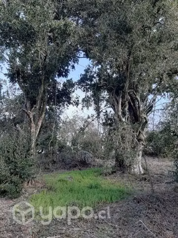 Parcela 5000 m² a metros camino Villarica-Pucón