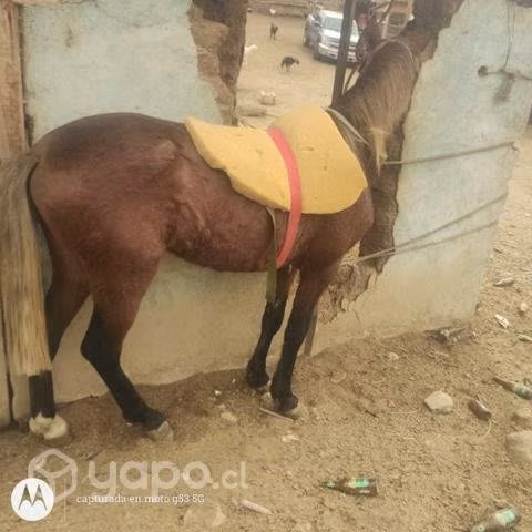 Caballo para niños chicos - Imagen 3