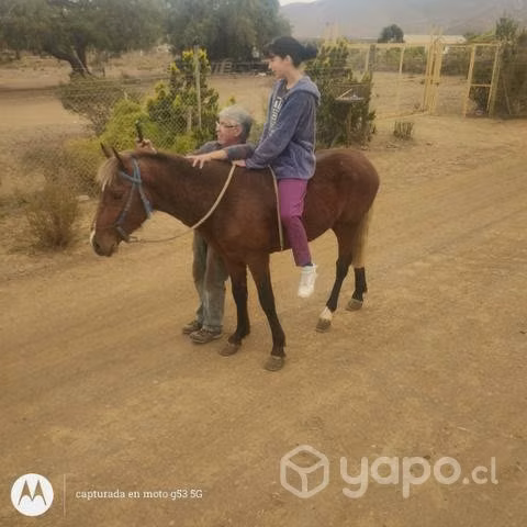 Caballo para niños chicos - Imagen 5