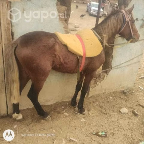 Caballo para niños chicos - Imagen 4