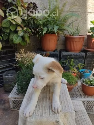 Perritas - Imagen 2