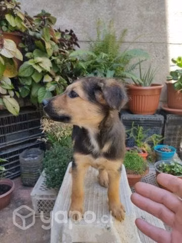 Perritas