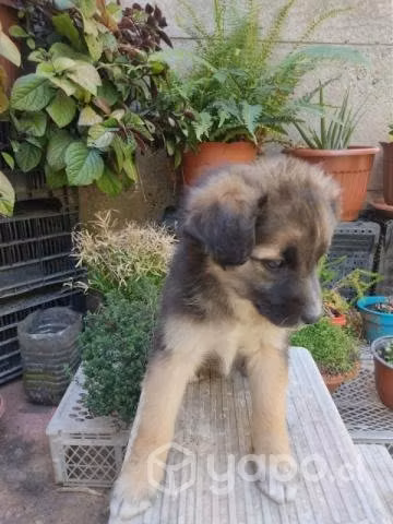 Perritas - Imagen 4
