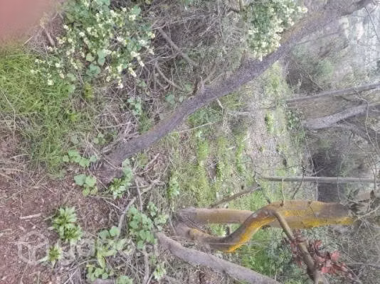 Terreno de 50 hectareas