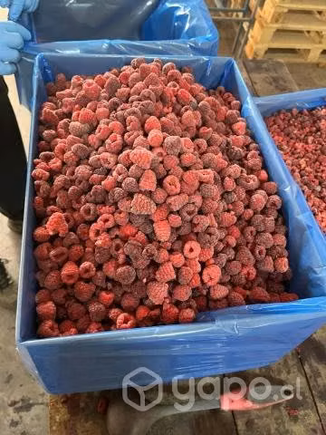 Frambuesas Congeladas