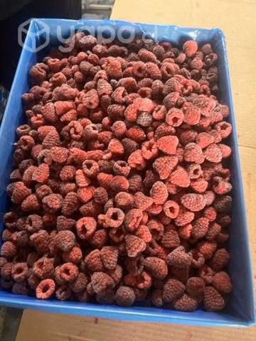 Frambuesas Congeladas