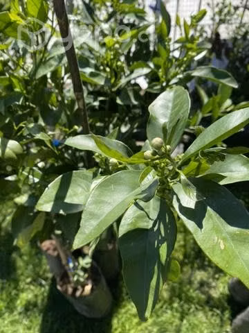 Naranjos. Mandarinos. Paltos y Limones