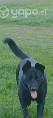 En adopcion