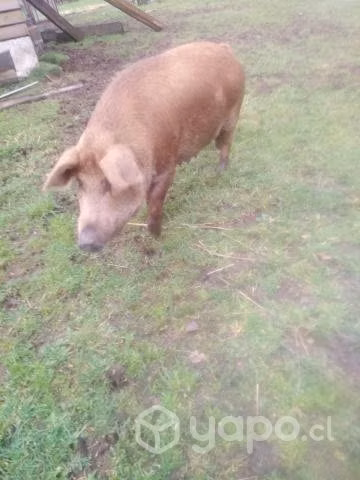Cerda y maltonas - Imagen 3